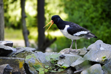 Beautiful great oystercatcher standinf on a rock near to water.