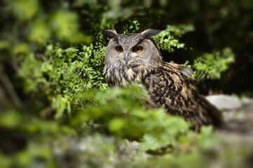 Beautiful eagle owl starrint to the camera.