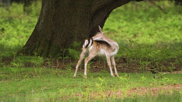 Young Fallow deer licking itself clean under a tree