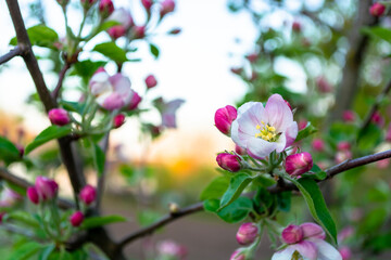 Apple tree blooms in spring, flowers close-up at sunset. Beautiful scene of nature with blossoming apple tree.