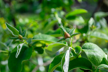 Closed quince buds on a branch, spring scene. Gardening theme.
