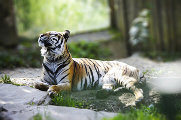 Beautiful tiger resting in perfect sunny day.