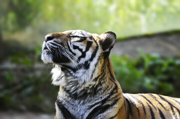 Beautiful tiger resting in perfect sunny day.