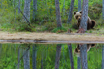 Brown Bear Sitting in Reflection at Lake