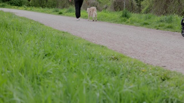 people walking with dogs in park,or riding the bike.many bikes next to building in parking lot.green nature spring time.borzoi SILKEN WINDHOUND gray big canine or rough collie golden white, long hair