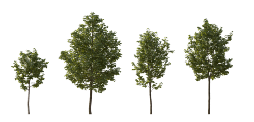 Sycamore platanus maple street trees in overcast light isolated png on a transparent background premium cutout