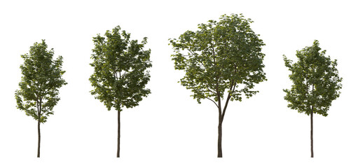 Set of middle and small trees sycamore platanus maple street trees in overcast light isolated png on a transparent background perfectly cutout