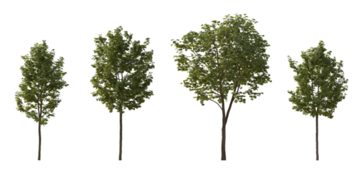 Sycamore platanus maple street trees in overcast light isolated png on a transparent background premium cutout
