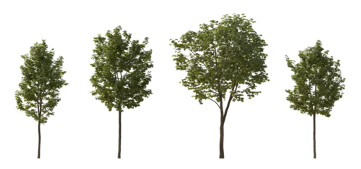 Gardinen Set of middle and small trees sycamore platanus maple street trees in overcast light isolated png on a transparent background perfectly cutout © Roman