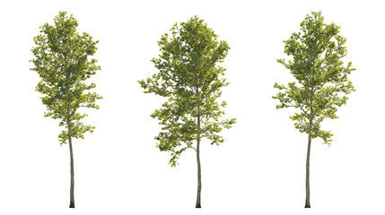Set of large trees sycamore platanus trees isolated png in sunny daylight on a transparent...