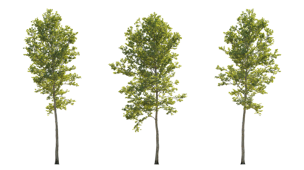 Sycamore platanus trees isolated png in sunny daylight on a transparent background premium cutout (oriental plane, eastern plane, chinar tree)