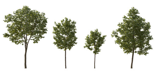 Set of middle and small trees sycamore platanus maple street trees in overcast light isolated png on a transparent background perfectly cutout - obrazy, fototapety, plakaty