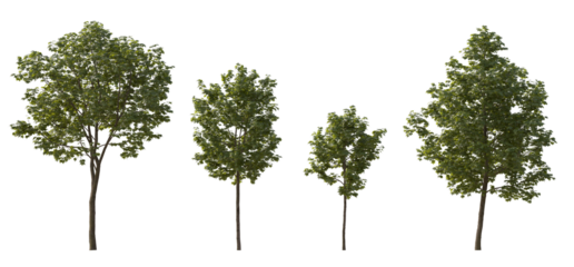 Sycamore platanus maple street trees in overcast light isolated png on a transparent background premium cutout