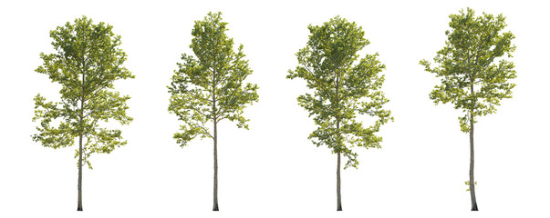 Set of large trees sycamore platanus trees isolated png in sunny daylight on a transparent background perfectly cutout
