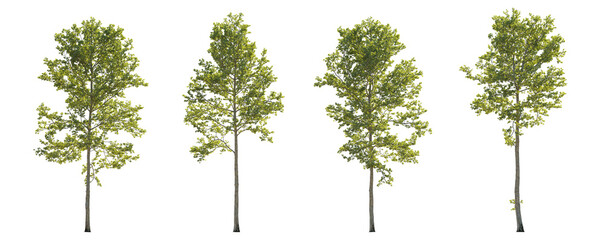 Sycamore platanus trees isolated png in sunny daylight on a transparent background premium cutout...