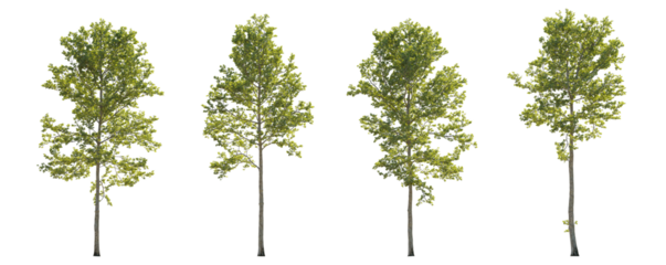Sycamore platanus trees isolated png in sunny daylight on a transparent background premium cutout (oriental plane, eastern plane, chinar tree)