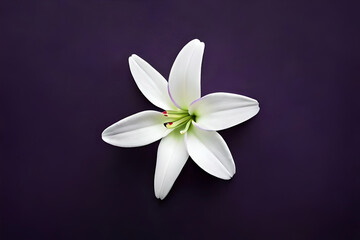 Top view, White lily head on dark purple background, flat lay
