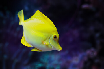 Natural shot of Yellow tang also known as Zebrasoma flavescens.
