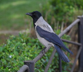 Obraz premium A crow is sitting on a park fence
