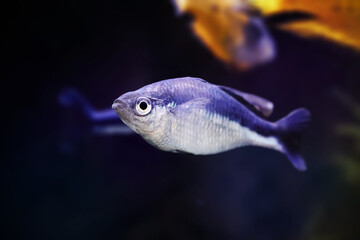 Natural shot of Banded rainbowfish also known as Melanotaenia trifasciata.