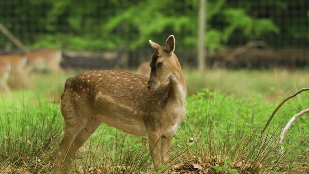 Fallow deer getting up of the ground and standing up