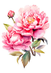 Obraz premium watercolor peony, bouquet, ai generated