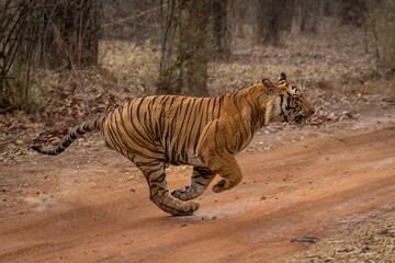 Fototapeta premium Bengal tiger racing across track in woods