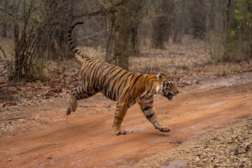 Bengal tiger bounds across track in woods