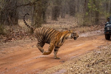 Fototapeta na wymiar Bengal tiger bounding across track near jeep