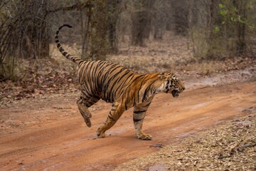 Bengal tiger bounding across track in woods