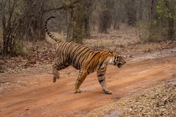 Bengal tiger runs across track in woods