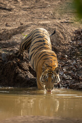 Fototapeta na wymiar Bengal tiger stands half in waterhole drinking