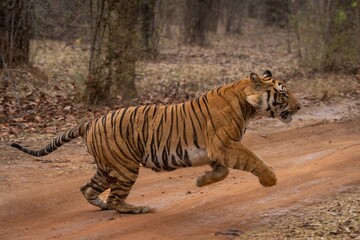 Fototapeta na wymiar Bengal tiger racing across track in forest