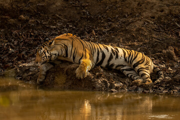 Bengal tiger lies sleeping beside muddy waterhole