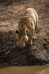 Bengal tiger stands looking down at waterhole