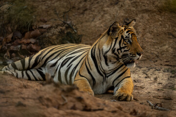 Bengal tiger lies on sand staring ahead