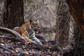 Bengal tiger lies amongst roots in woods