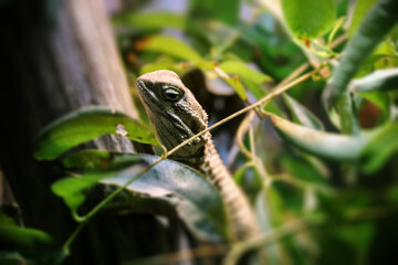 Rankin's dragon captured on a branch. Pogona henrylawsoni.