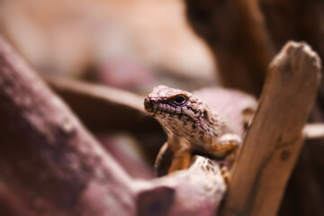 Little egernia posing for the camera.