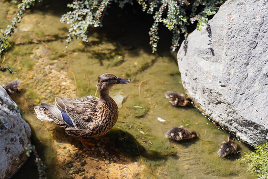 duck and ducklings