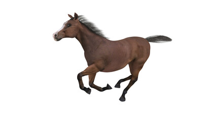 3D rendering handsome brown stallion galloping, Running Brown Horse. Thoroughbred horse isolated on white background, Bay horse run gallop