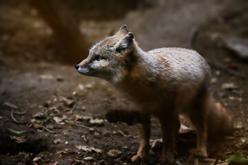 Adorable little corsac fox in the middle of forest. Vulpes corsac.