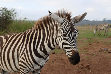 Portrait of a plains zebra (Equus quagga) in the dawn light, Nairobi National Park, Kenya