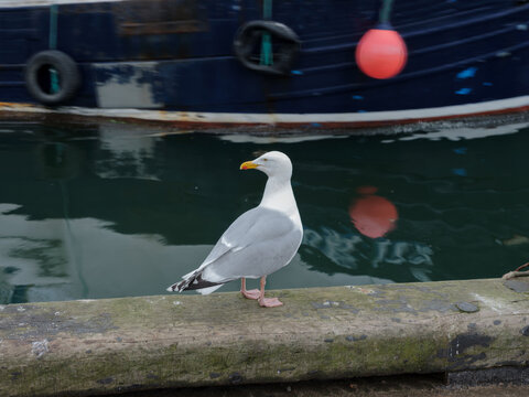 Close-up of seagull on wall at water's edge, Eyemouth fishing Harbour, Berwickshire, Scotland