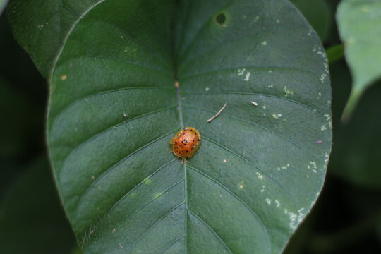 A ladybug that is eating a leaf