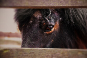 Close up picture of the eye of very sad horse behind a fence.