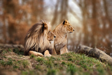 Beatiful great lions couple having a rest on sunny day.