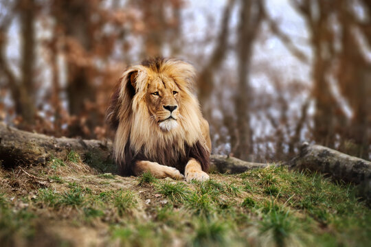 Beatiful great lion having a rest on sunny place. Panthera leo.