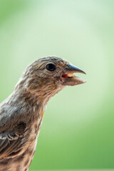 bird on a branch