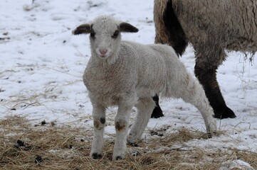 Schafe auf einer winterlichen Weide im Müsnterland